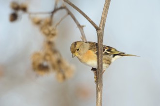 Brambling (Fringilla montifringilla) sitting on the stem of a burdock, in a flowering strip, in