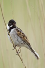 Typical reed dweller... Reed bunting (Emberiza schoeniclus), male singing in a typical environment
