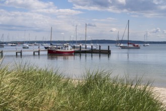 Sailing boats at the jetty, seaweed in front, harbour, dark clouds, Eckernförde, Baltic Sea,