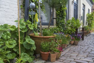 Flowers and flower pots in front of a house in the old town centre, Eckernförde, Baltic Sea,