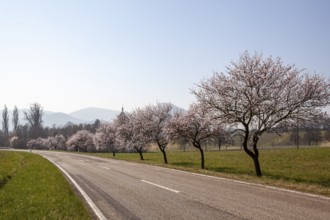 Country road with blossoming almond trees, almond tree (Prunus dulcis), Siebeldingen, German Wine