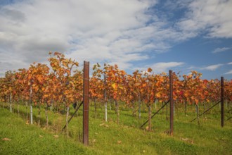An autumnal vineyard with brightly coloured leaves under a blue sky with clouds, Southern
