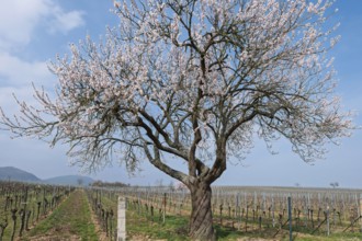 Flowering almond tree (Prunus dulcis) in a vineyard, Southern Palatinate, Palatinate,