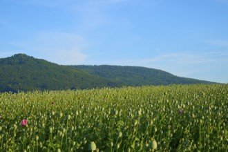 Opium poppy (Papaver somniferum), view over a wide field with poppy capsules and green hills in the