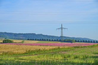 Opium poppy (Papaver somniferum), wide landscape with flowering poppy fields and a power pole on