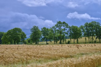 Green trees line a wide grain field under a cloudy sky, summer, Germerode, Geo nature park Park