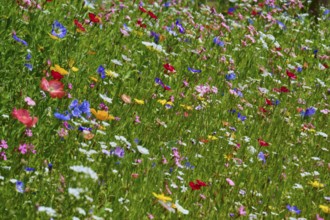 Colourful wildflower meadow with vibrant colours, summer, Germerode, Geo nature park Park