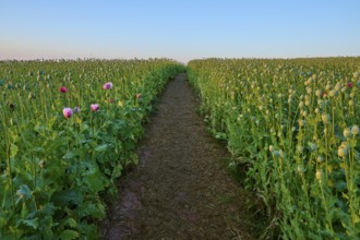 Opium poppy (Papaver somniferum), field of poppy capsules through which a narrow path leads,