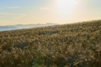 Opium poppy (Papaver somniferum), golden cornfield with wildflowers at sunrise in front of a hilly