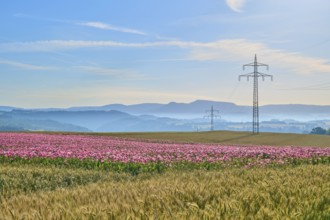 Opium poppy (Papaver somniferum), wide landscape with flowering poppy field and electricity pylons