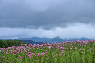 Opium poppy (Papaver somniferum), pink poppy field under a cloudy sky with mountains in the