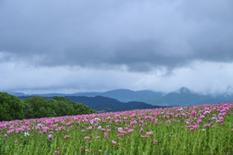 Opium poppy (Papaver somniferum), pink poppy field under a dramatic cloudy sky in a hilly