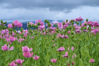 Opium poppy (Papaver somniferum), close-up of a pink poppy field in front of a cloudy sky, summer,