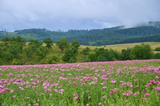 Opium poppy (Papaver somniferum), pink poppy field in hilly landscape with dramatic sky, summer,