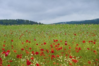 Wide field with red poppies (Papaver rhoeas), under a grey sky, summer, Germerode, Geo nature park