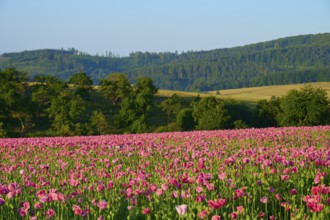 Opium poppy (Papaver somniferum), flowering poppy field in front of rolling green hills under a