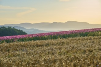 Opium poppy (Papaver somniferum), flowering poppy field next to golden grain field in the soft
