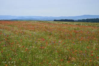 Colourful wildflowers in front of a range of hills, a lively and picturesque view of nature,