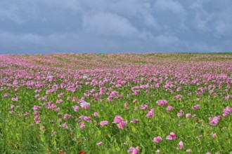 Opium poppy (Papaver somniferum), a field full of pink flowering poppies under a cloudy sky,
