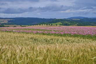 A wide landscape with pink opium poppy (Papaver somniferum), and corn fields under a cloudy sky,