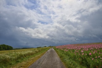 A country lane, adjacent to a field of opium poppy (Papaver somniferum), and grain field, under a