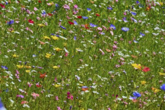 Lively meadow with colourful wildflowers, summer, Germerode, Geo nature park Park Frau-Holle-Land,
