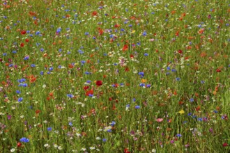 Lush meadow with a variety of colourful wildflowers in a natural setting, summer, Germerode, Geo