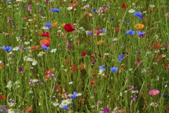 Colourful wildflowers, including red poppies, in a lively meadow, summer, Germerode, Geo nature