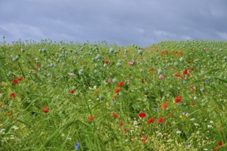 Meadow with red poppies, poppy capsules and other wildflowers under a cloudy sky, summer,