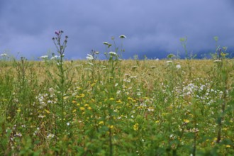 Meadow with various wildflowers and grasses under a cloudy sky, summer, Germerode, Geo nature park