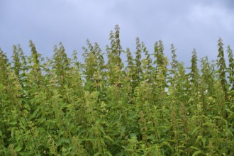 Tall nettles (Urtica), under a cloudy sky in a meadow, summer, Germerode, Geo nature park Park