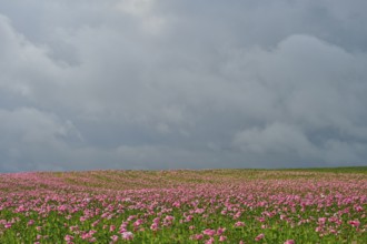Opium poppy (Papaver somniferum), cloudy sky, summer, Germerode, Geo nature park Park