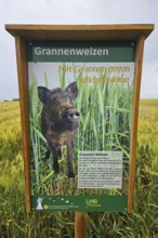 Sign with illustration of a wild boar in a grain field, explaining green wheat, summer, Germerode,