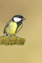 Great tit (Parus major), sitting on moss-covered dead wood, Wilnsdorf, North Rhine-Westphalia,