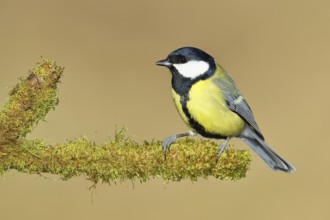 Great tit (Parus major), sitting on moss-covered dead wood, Wilnsdorf, North Rhine-Westphalia,