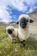 Two Valais Blacknose sheep (Ovis gmelini aries), high alpine mountain valley, Obere Senner Egete,