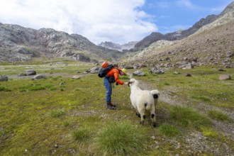 Mountaineer stroking a Valais Blacknose sheep (Ovis gmelini aries), high alpine mountain valley,