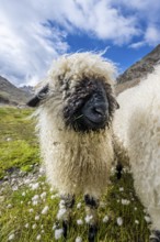 Valais Blacknose sheep (Ovis gmelini aries), high alpine mountain valley, Obere Senner Egete,