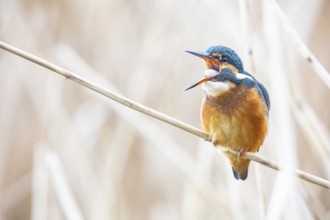 Kingfisher (Alcedo atthis) Germany