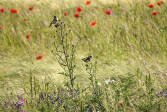 Beautiful poppy field and goldfinches, June, Germany