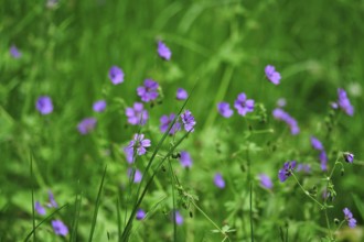 Meadow in spring, Germany