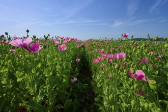 Opium poppy (Papaver somniferum), field full of pink blooming poppies with a narrow footpath,