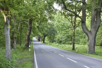Oak avenue, oaks (Quercus robur) on the island of Rügen, Mecklenburg-Western Pomerania, Germany