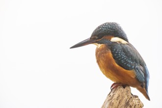 Kingfisher (Alcedo atthis) Germany