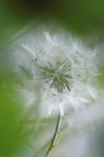 Meadow hickory (Tragopogon pratensis) in a meadow in summer, Germany