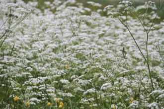 Meadow chervil (Anthriscus sylvestris), May, Germany