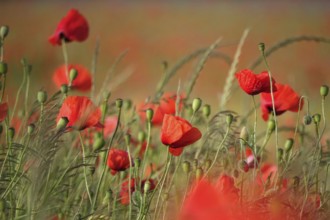 Beautiful picturesque poppy field, June, Germany