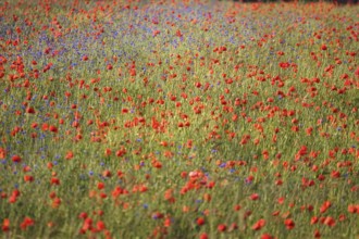 Picturesque beautiful poppies, June, Germany