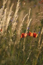 Picturesque beautiful poppies, June, Germany