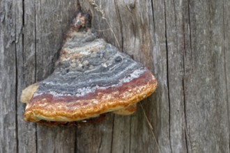 Red Banded Polypore (Fomitopsis pinicola), Bavaria, Germany